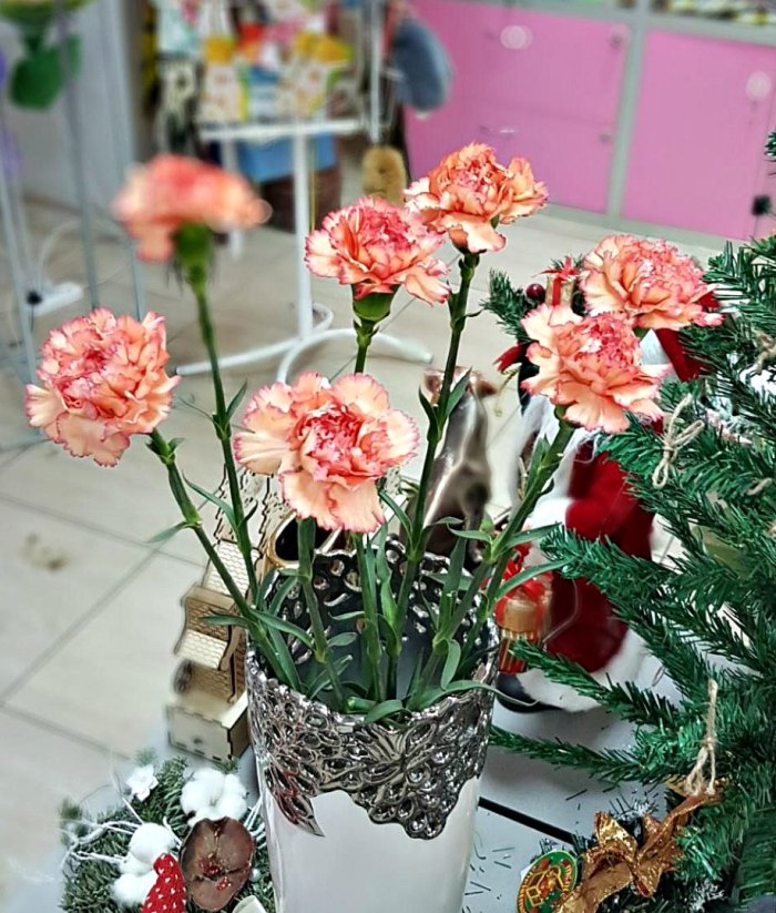 Гвоздика персиковая с розовой каймой (поштучно) — доставка цветов 